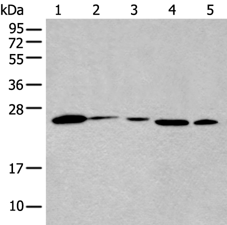 BHLHA15 Antibody