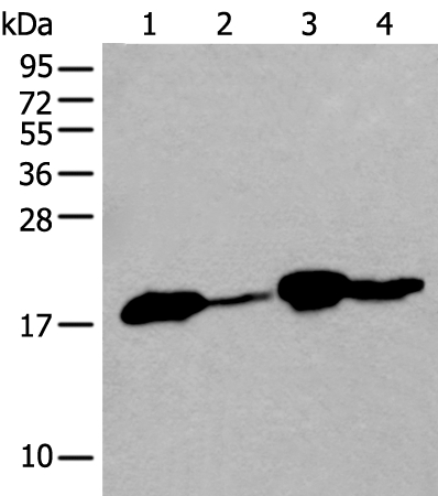 TMEM254 Antibody