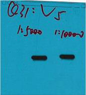 V5-Tag Monoclonal Antibody(Q31)
