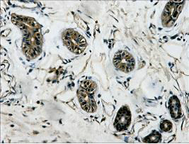 β-Tubulin Monoclonal Antibody(5G3)