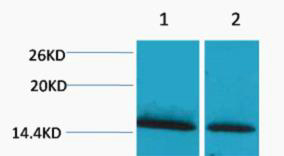 Histone H1 (Mono Methyl Lys25) Polyclonal Antibody