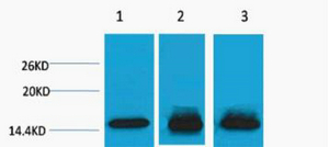 Histone H3 (Mono Methyl Lys4) Polyclonal Antibody