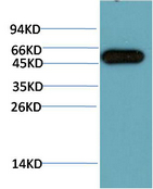 ATG5 Mouse Monoclonal Antibody(3C7)