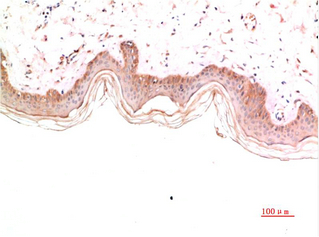 Collagen IV Mouse Monoclonal Antibody(8E5)