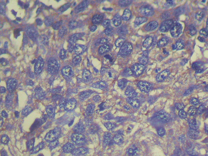 THAP6 Antibody