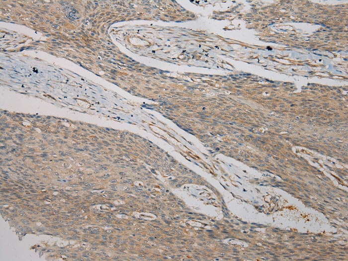TMED1 Antibody