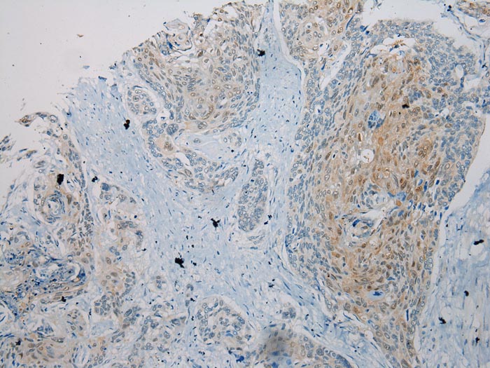 UBL4A Antibody