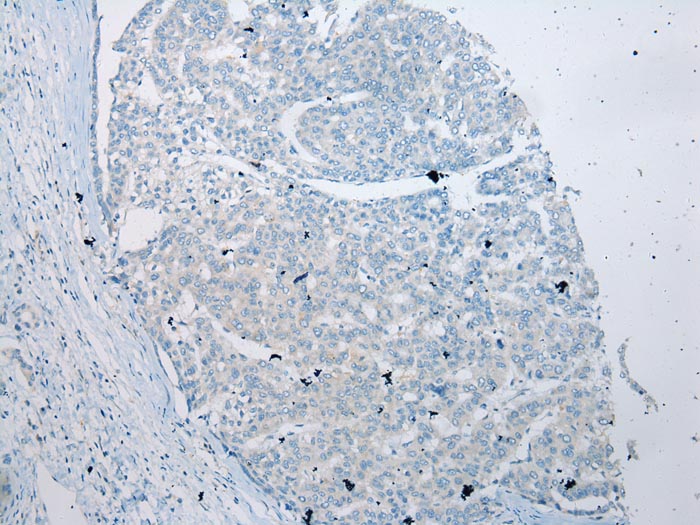 VSIG10 Antibody