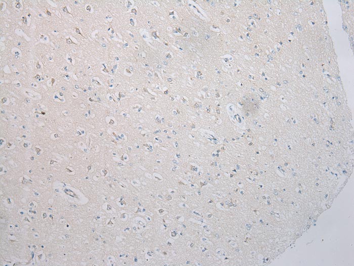 SNAP29 Antibody