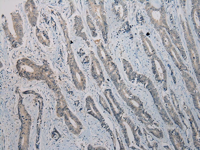 TRIM22 Antibody