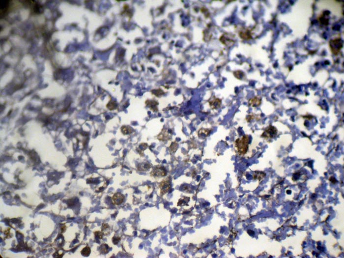 PPP5C Antibody
