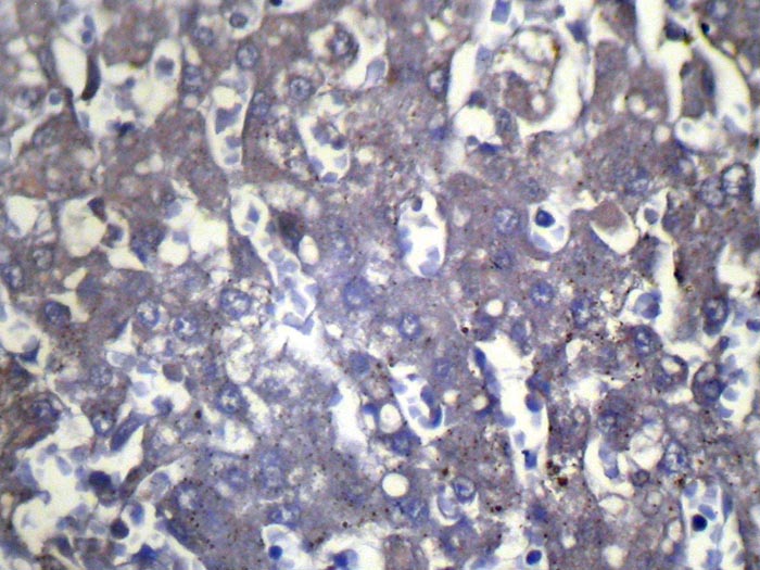 WIF1 Antibody