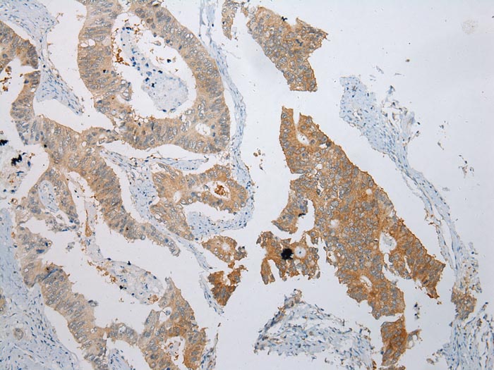 CASP5 Antibody