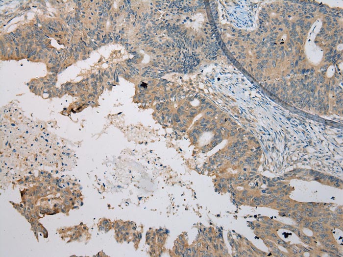 C4orf46 Antibody