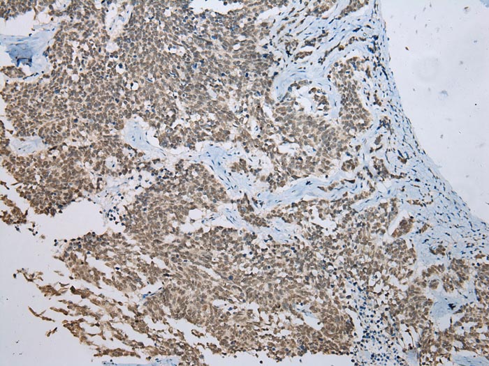 FAM3D Antibody