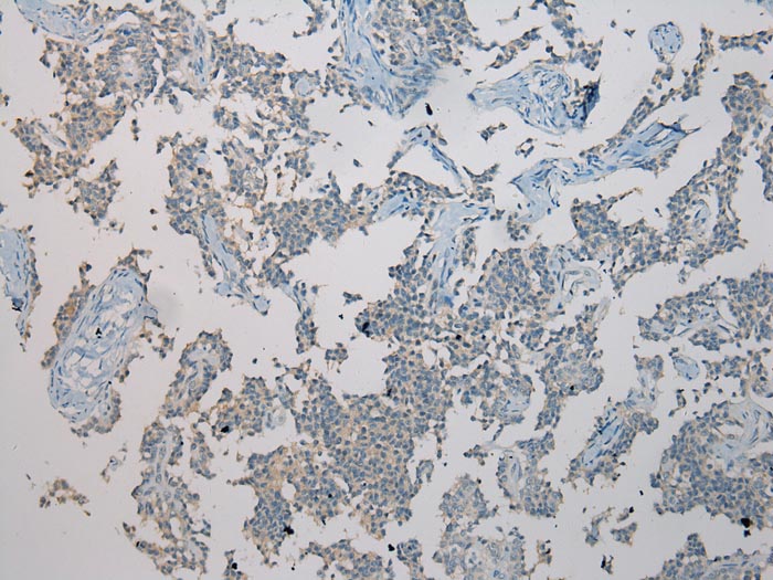 TXNL1 Antibody