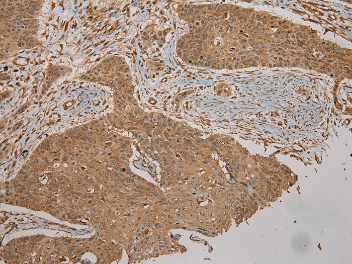 CYP20A1 Antibody