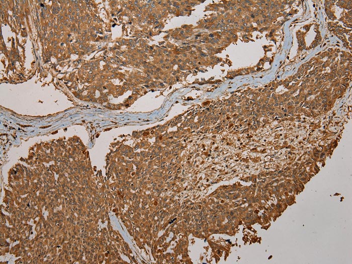 CYP20A1 Antibody