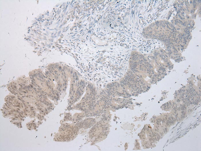 MUC7 Antibody