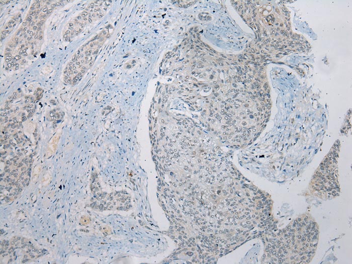 ZNRD1 Antibody