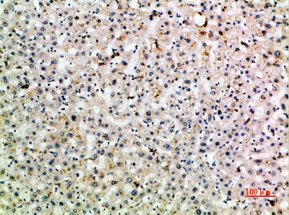 CD299 Polyclonal Antibody