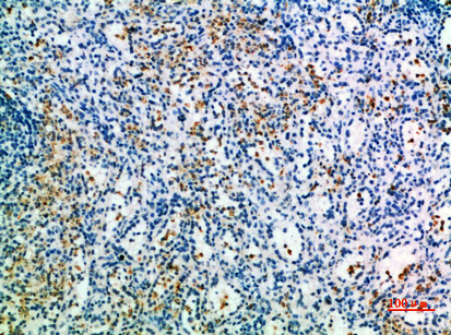 CD327 Polyclonal Antibody