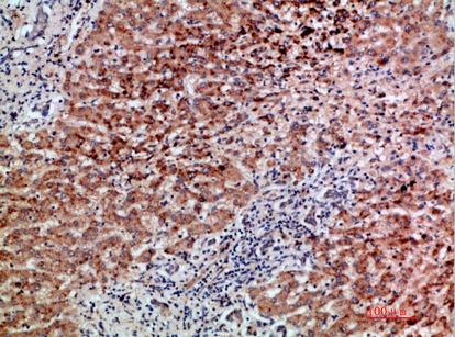 BMP-9 Polyclonal Antibody