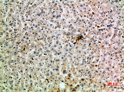 Abin-2 Polyclonal Antibody