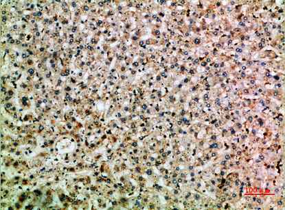 Abin-2 Polyclonal Antibody