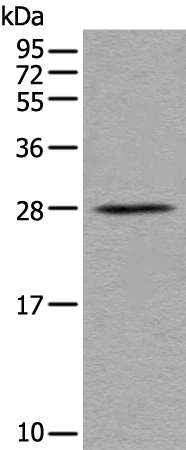BARX1 Antibody
