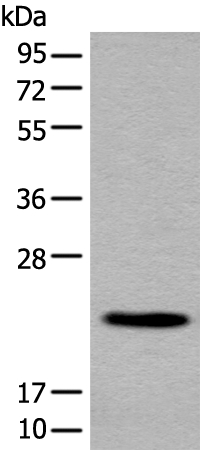 CBLN1  Antibody