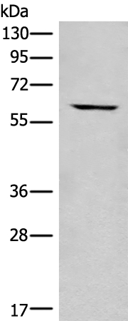 CCT6B Antibody