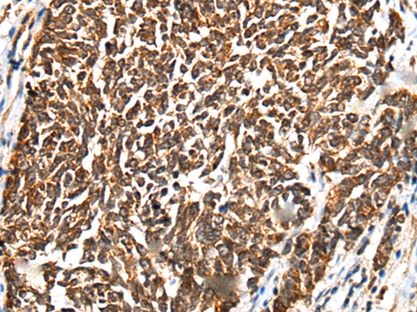 CD101 Antibody