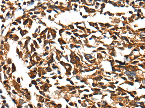 CD101 Antibody