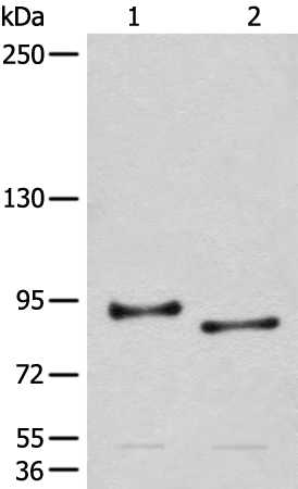 CHRD Antibody