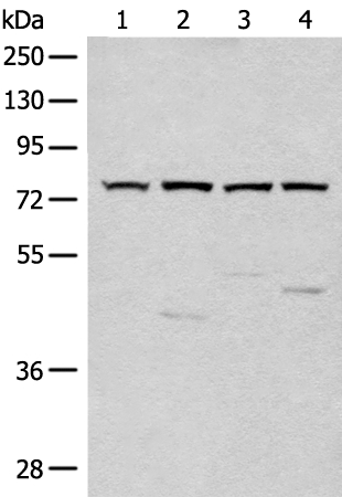 CLCN7 Antibody