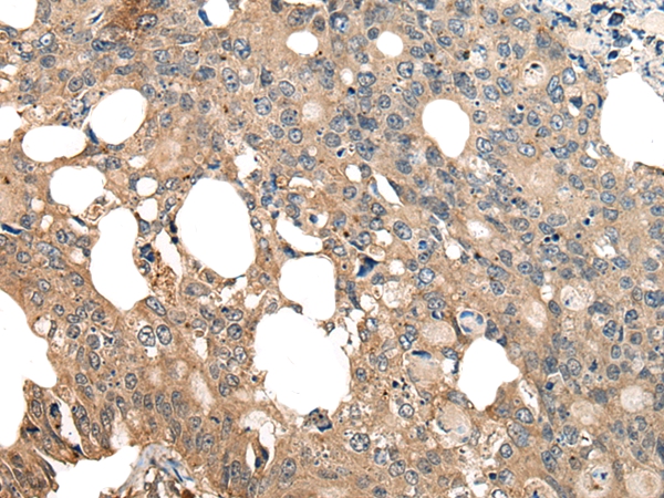 COX7A2L Antibody
