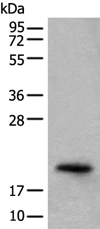CRYGS Antibody