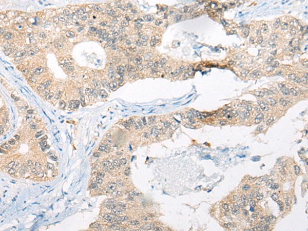 CTSF Antibody