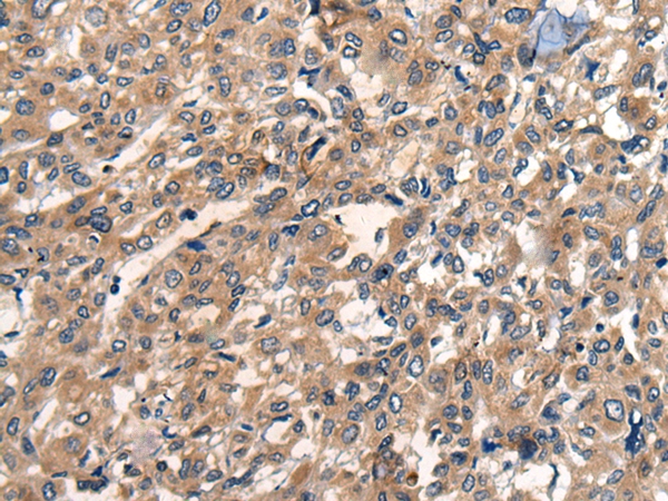 OAS3 Antibody