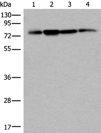 PHF21A Antibody