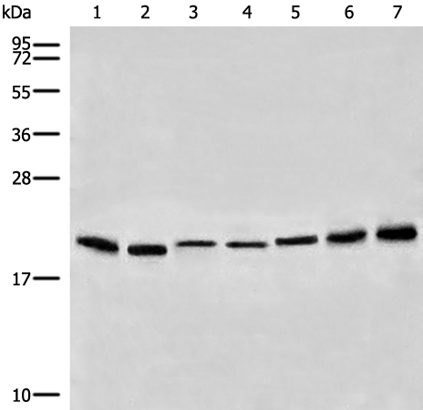 PMP22 Antibody