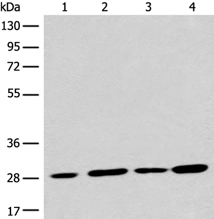 PNPO Antibody