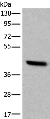 PRKACA Antibody
