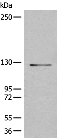 REST Antibody