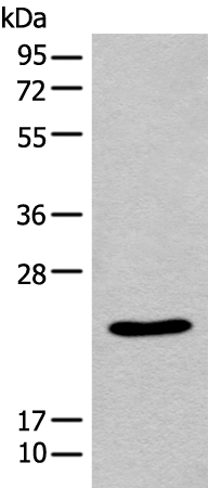 SARNP Antibody