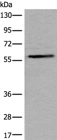 STS Antibody