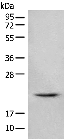 TSEN15 Antibody
