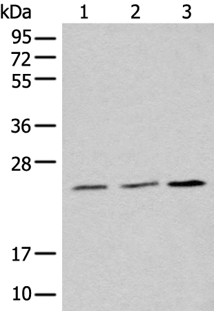 UBE2M Antibody