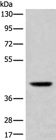 USP12 Antibody